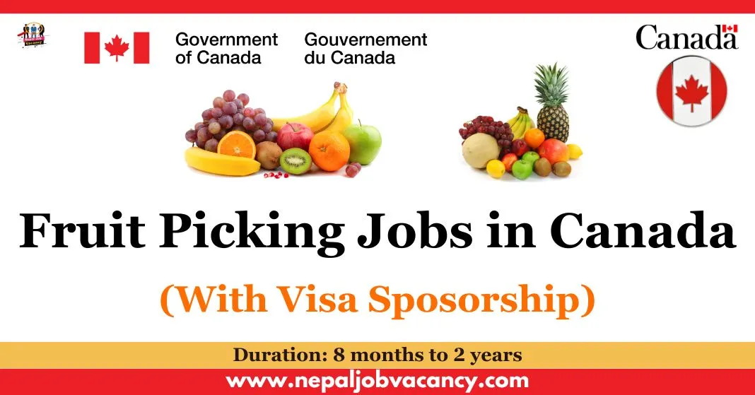 Fruit Picking Jobs with Visa Sponsorship in Canada 2023-24