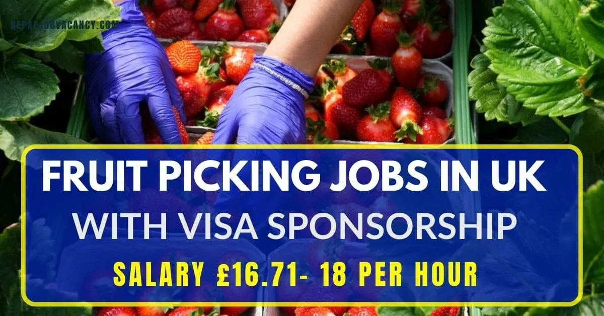 Fruit Picking Jobs in UK for Foreigners with Visa Sponsorship 2024-25 (Paying £16.71- 18 per hour)